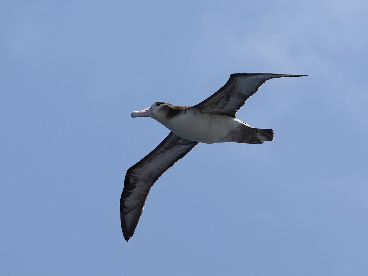 albatros bělohřbetý - ML618908983