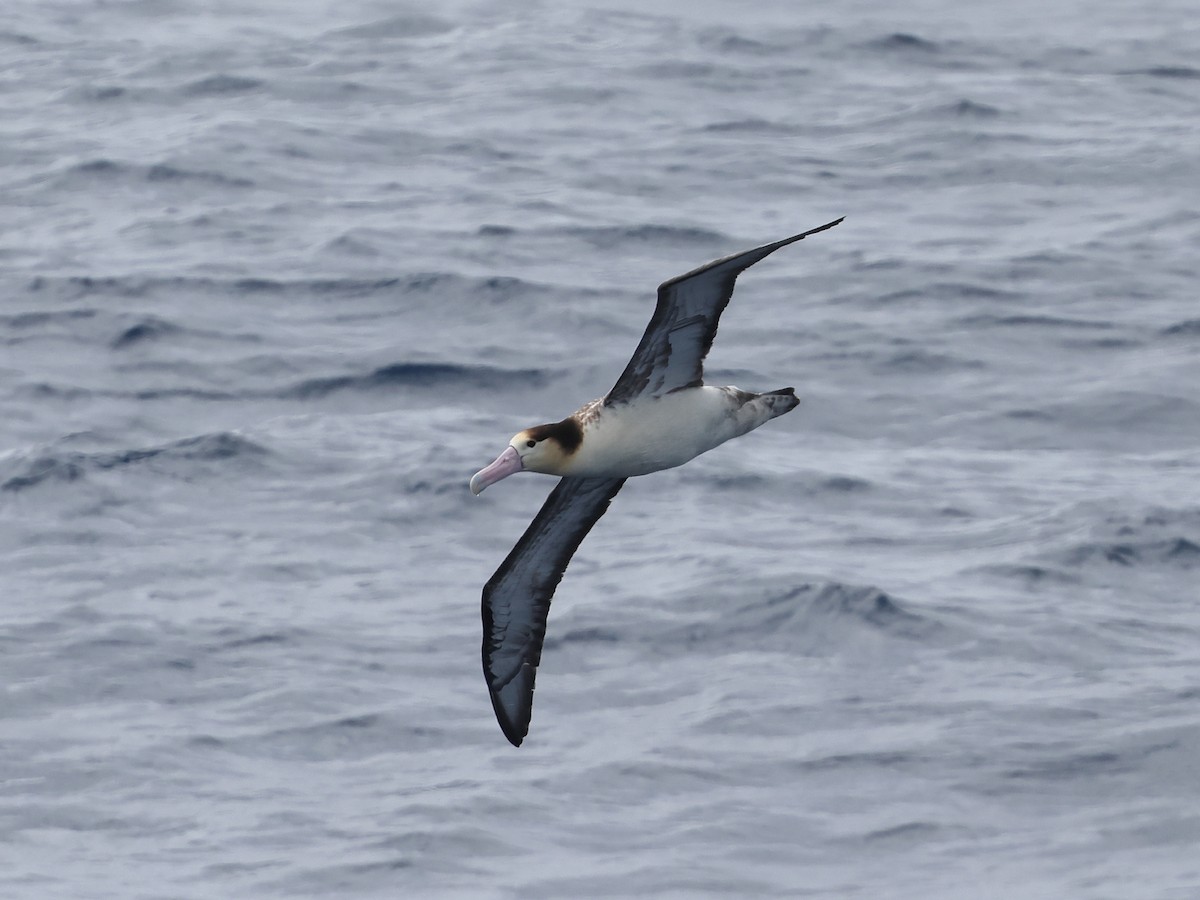 albatros bělohřbetý - ML618908984