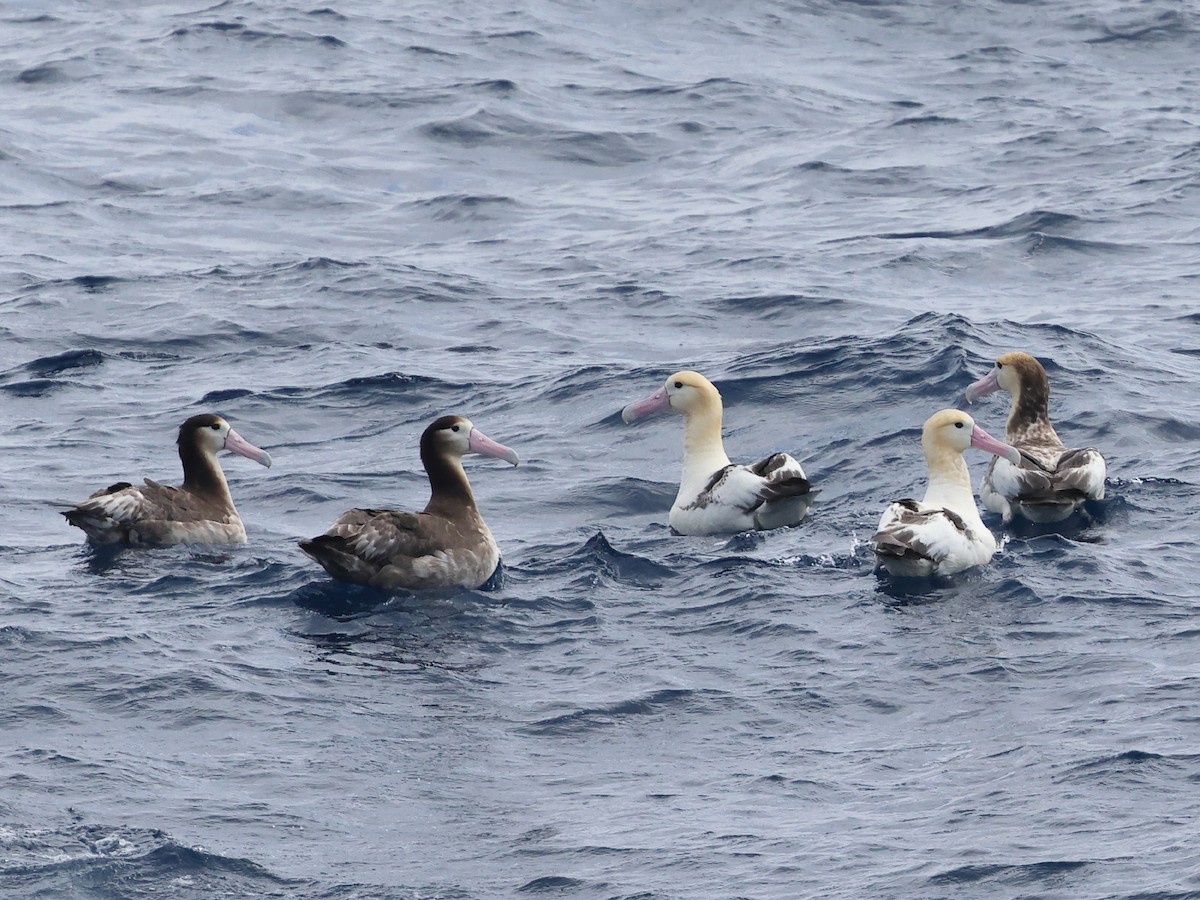 albatros bělohřbetý - ML618908985