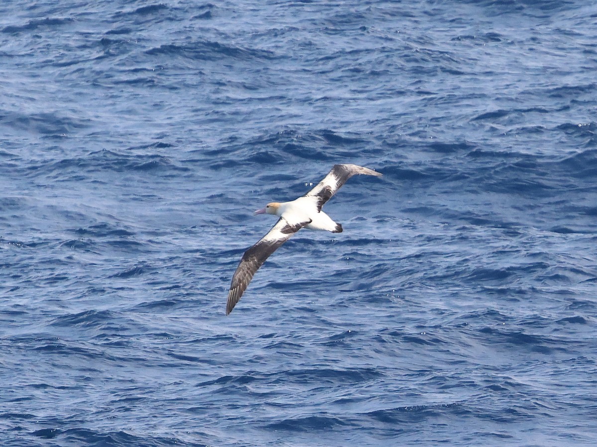 albatros bělohřbetý - ML618908986