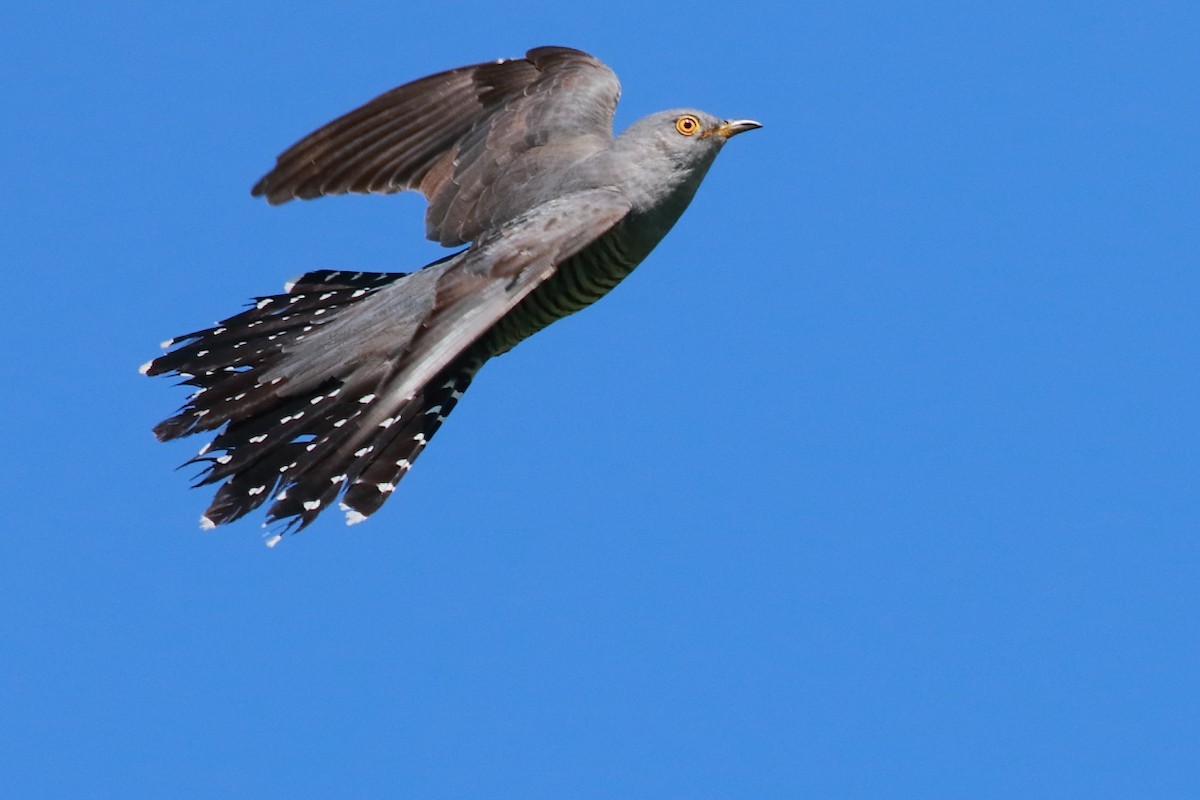 Common Cuckoo - António Gonçalves