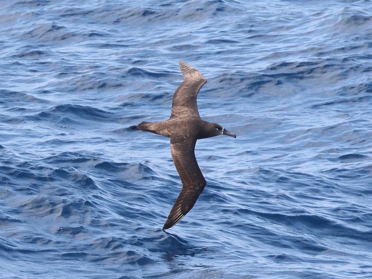 Albatros à pieds noirs - ML618909013