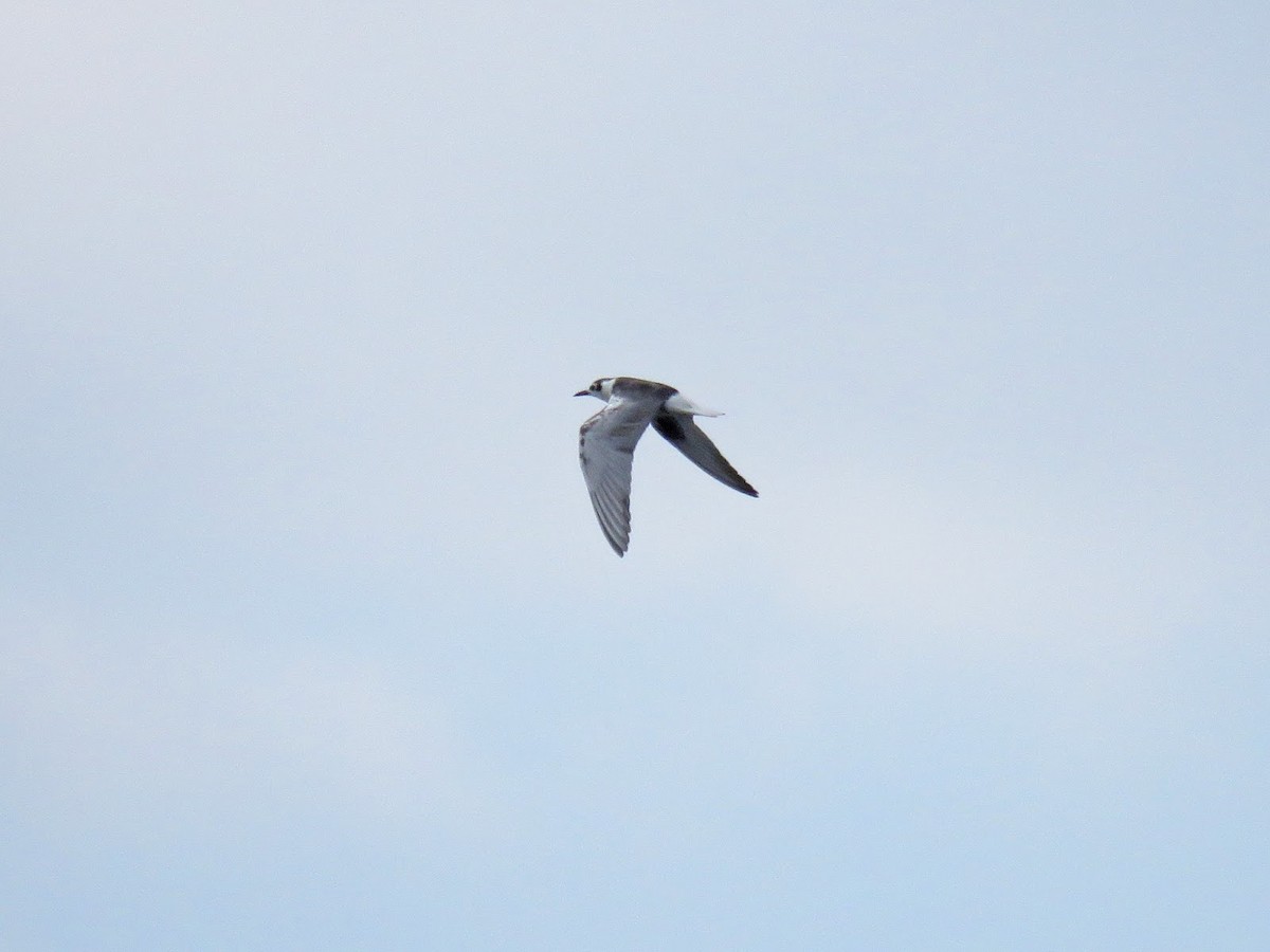 White-winged Tern - ML618909020