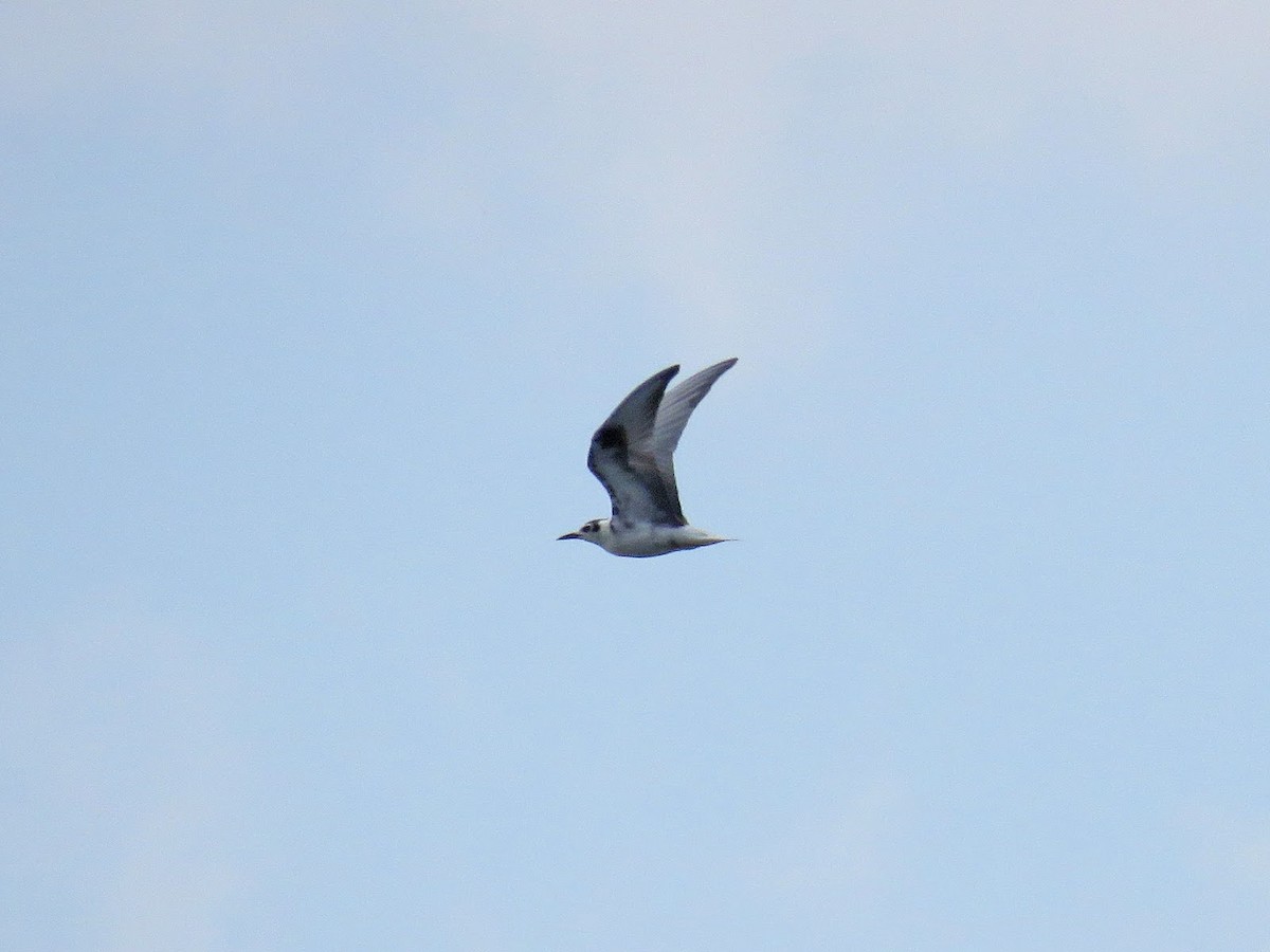 White-winged Tern - ML618909021