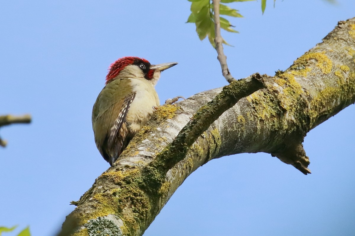 Eurasian Green Woodpecker - António Gonçalves