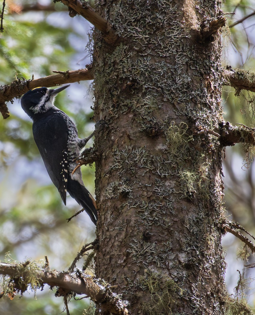 Black-backed Woodpecker - ML618909048