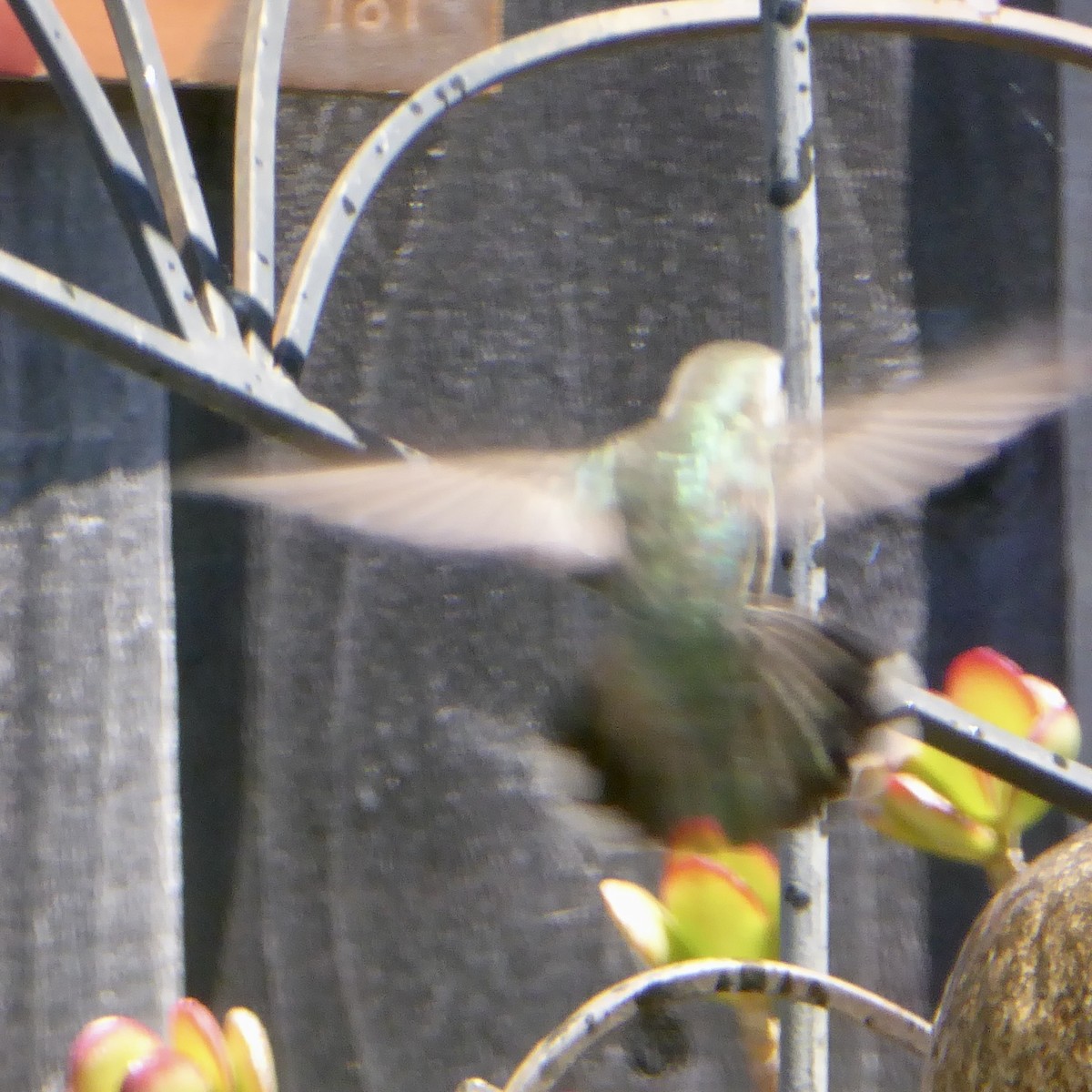 Anna's Hummingbird - ML618909064