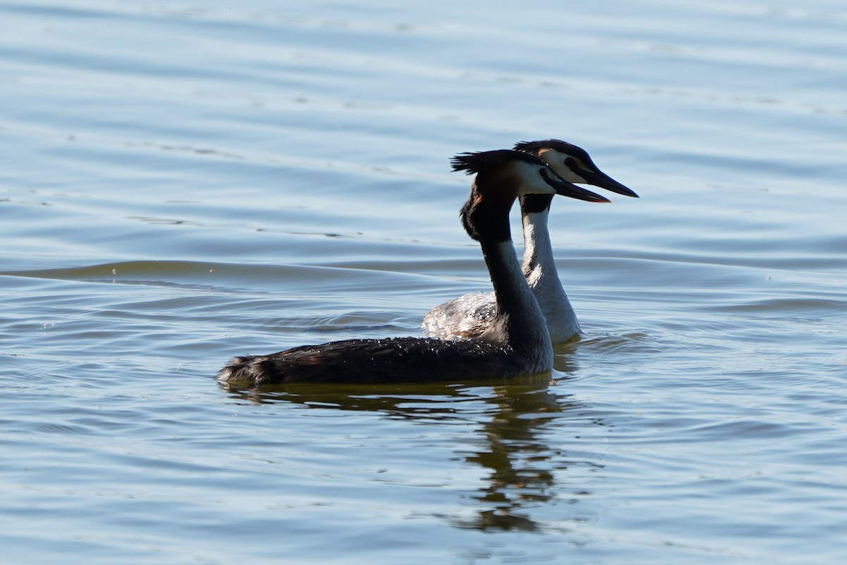 Great Crested Grebe - ML618909065