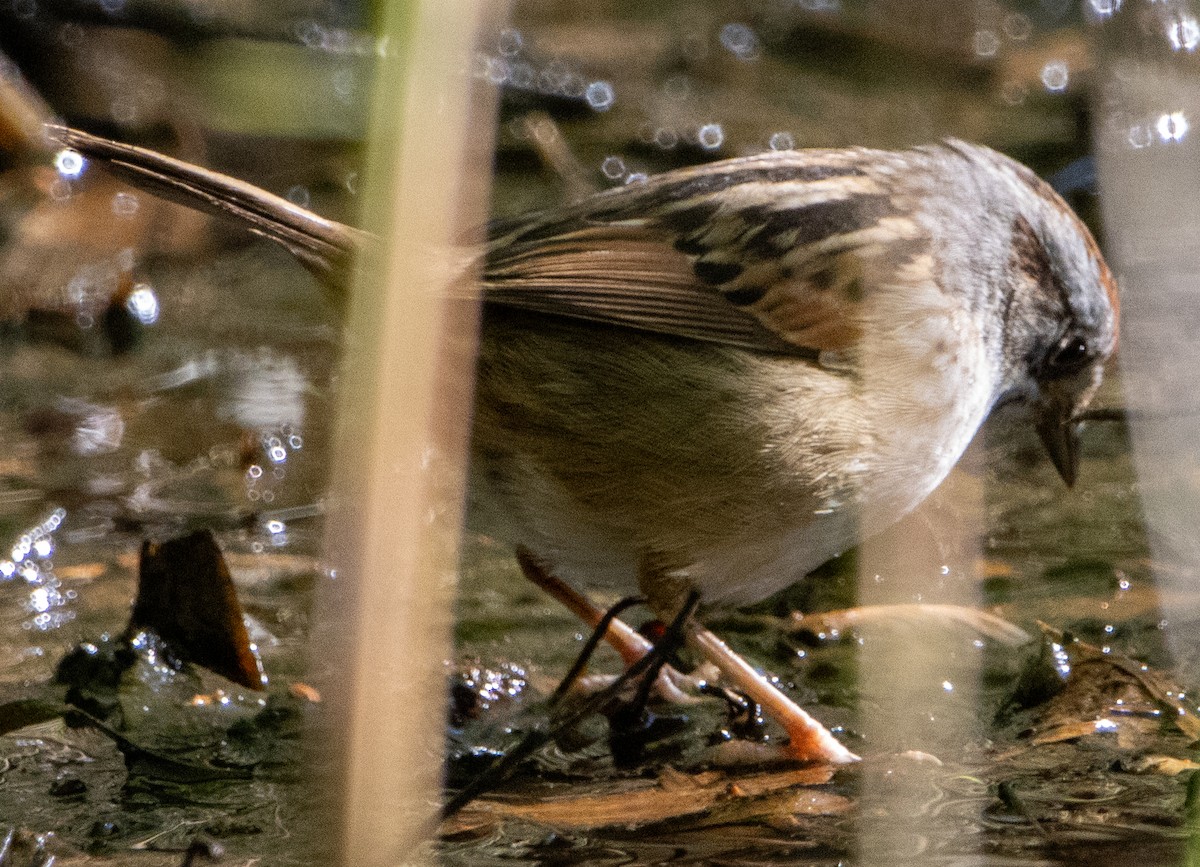 Swamp Sparrow - ML618909074
