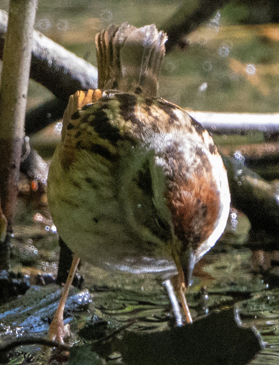 Swamp Sparrow - ML618909075
