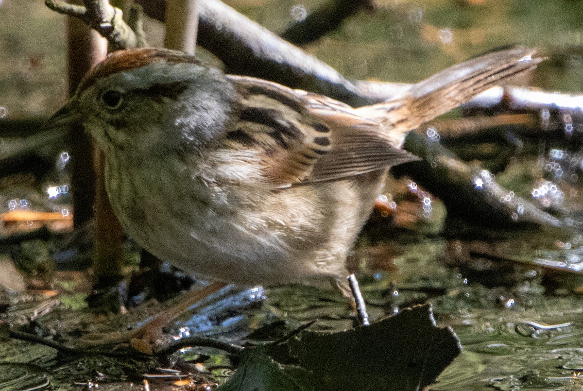 Swamp Sparrow - ML618909076