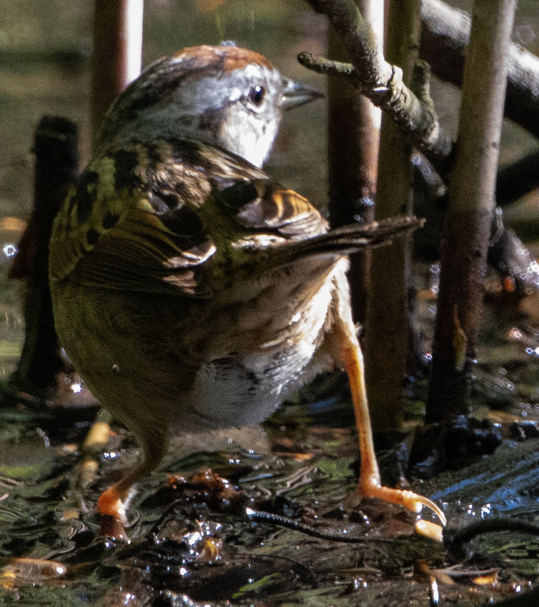 Swamp Sparrow - Jenny Rogers