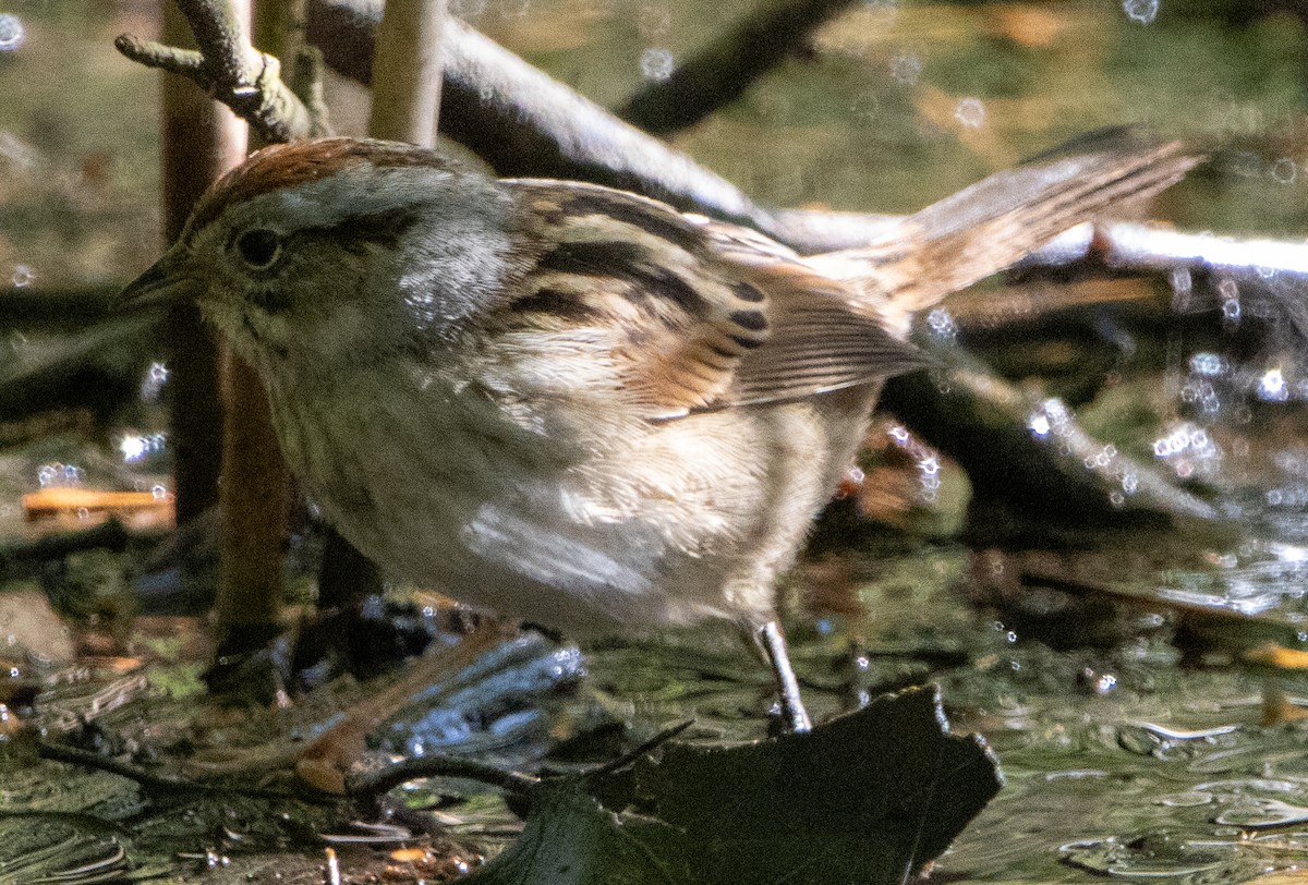 Swamp Sparrow - Jenny Rogers
