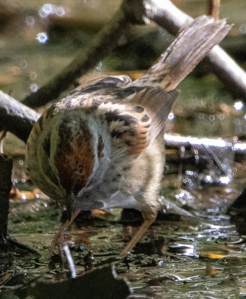 Swamp Sparrow - ML618909083