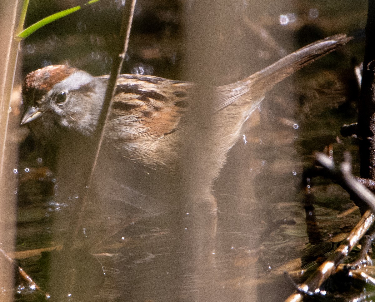 Swamp Sparrow - ML618909085