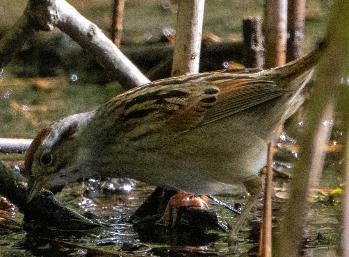 Swamp Sparrow - ML618909087