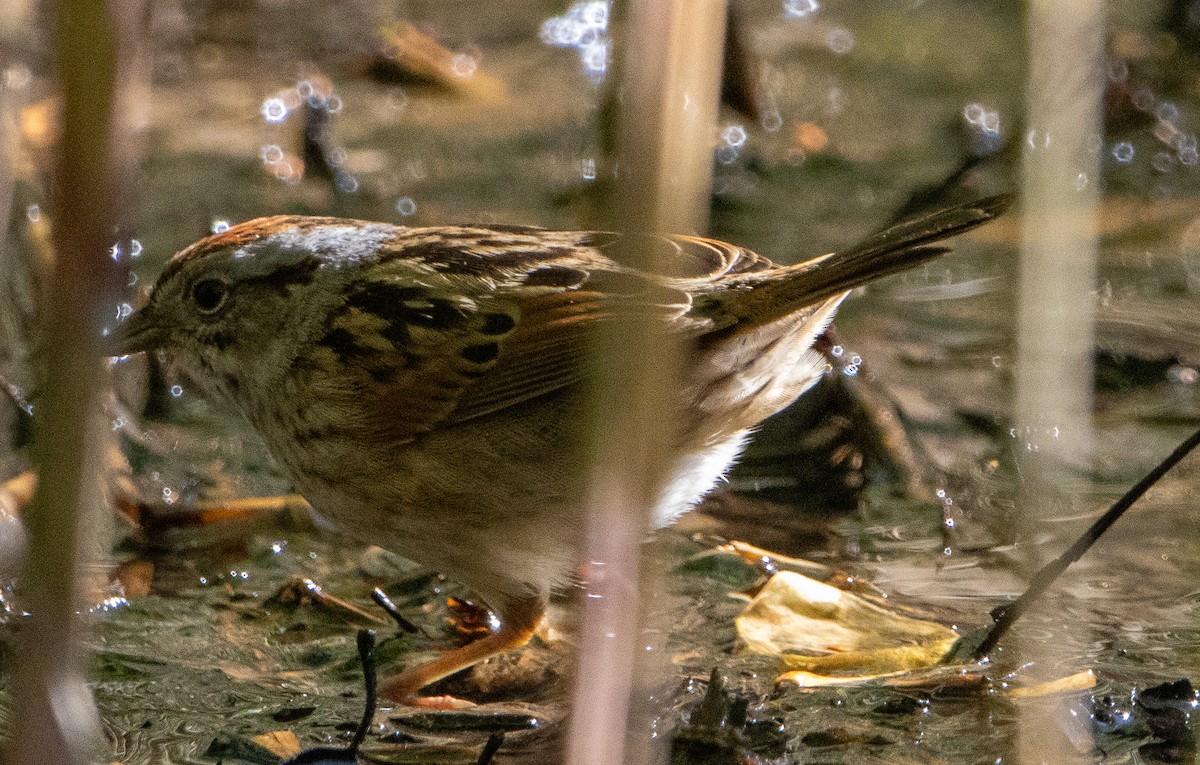 Swamp Sparrow - ML618909089