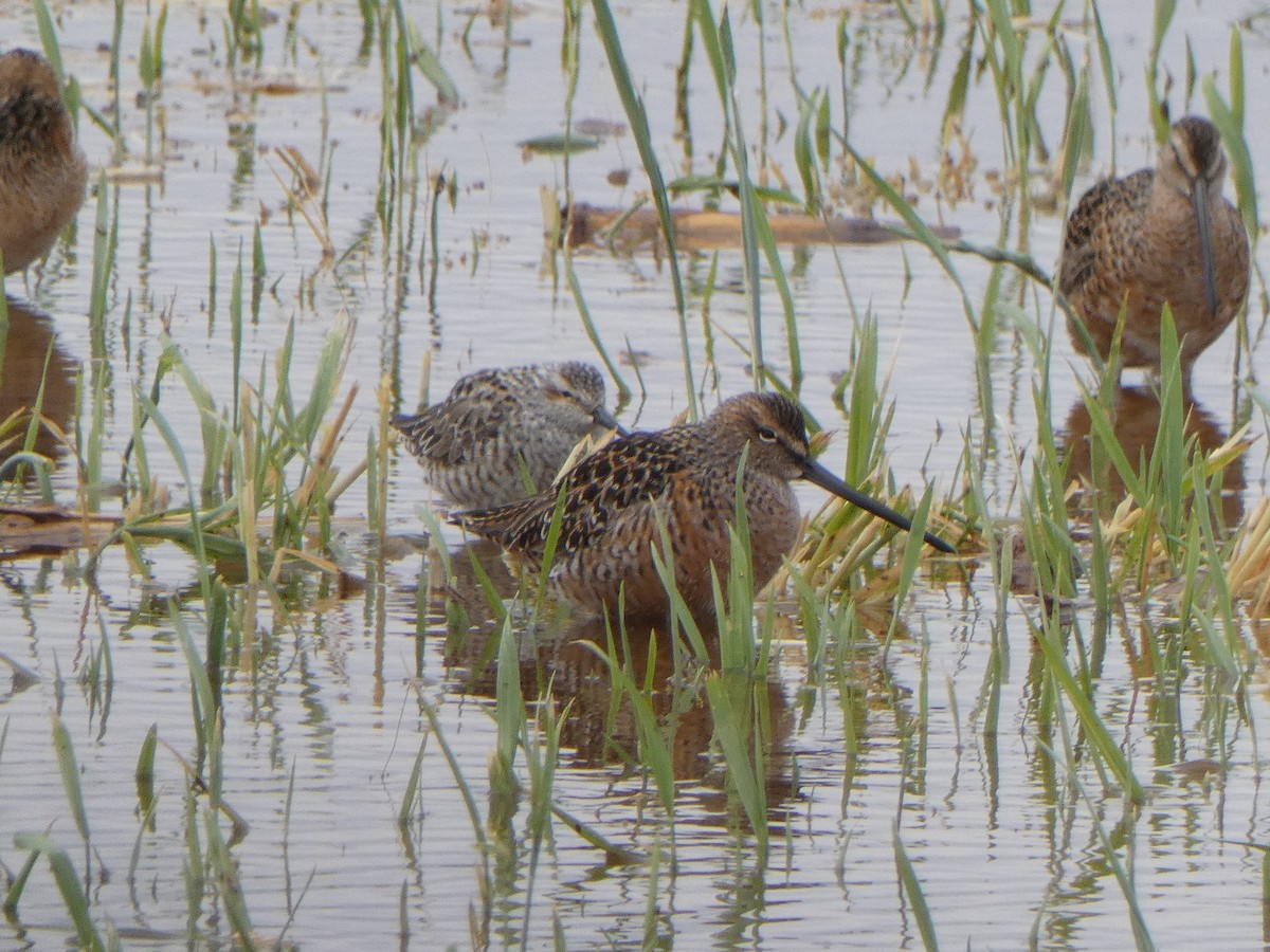 Long-billed Dowitcher - ML618909090