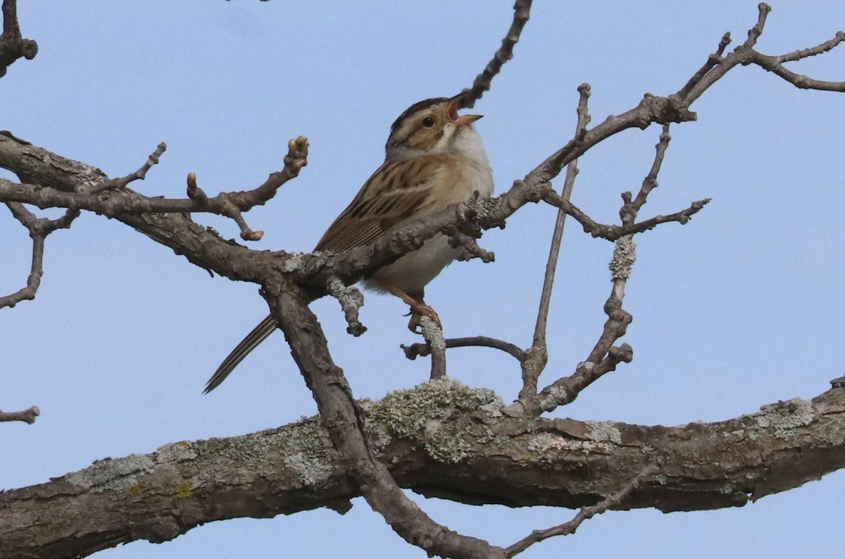 Clay-colored Sparrow - ML618909115