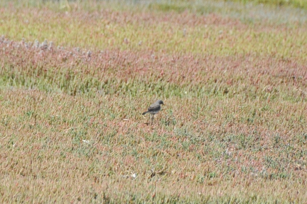 Cape Wagtail - ML618909153