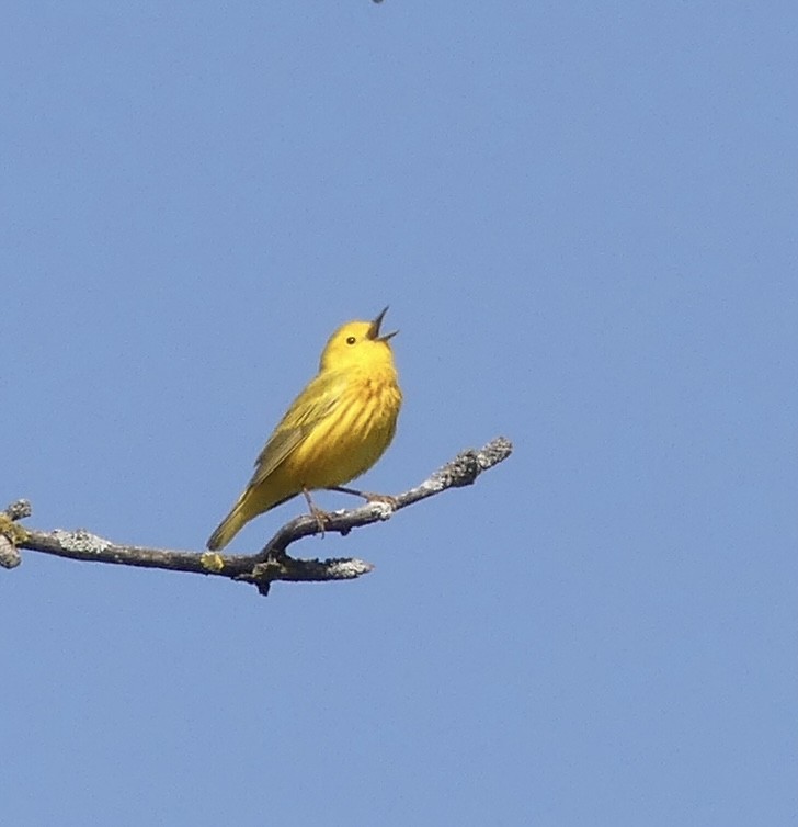 Yellow Warbler - Jonathan Strandjord