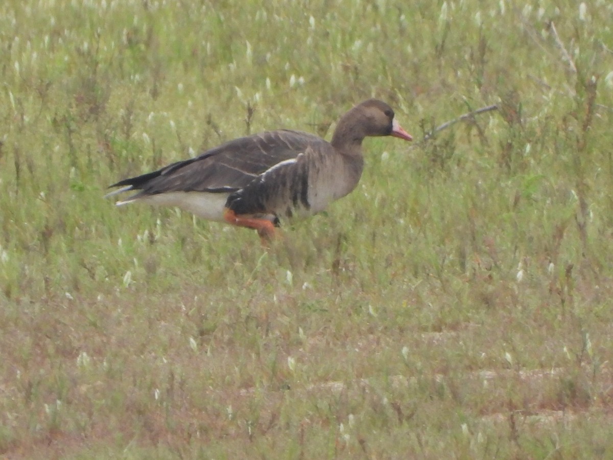 Greater White-fronted Goose - ML618909233