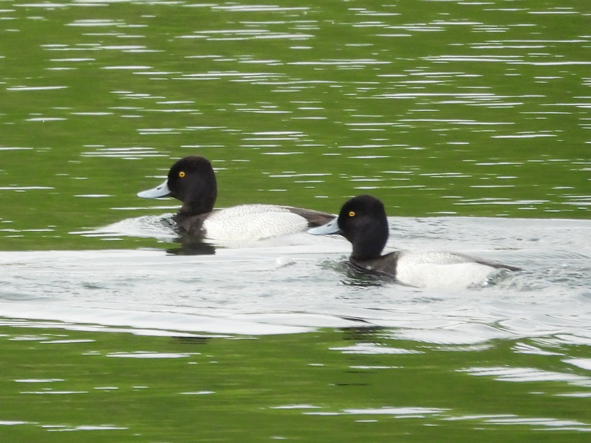 Lesser Scaup - Kevin Seymour