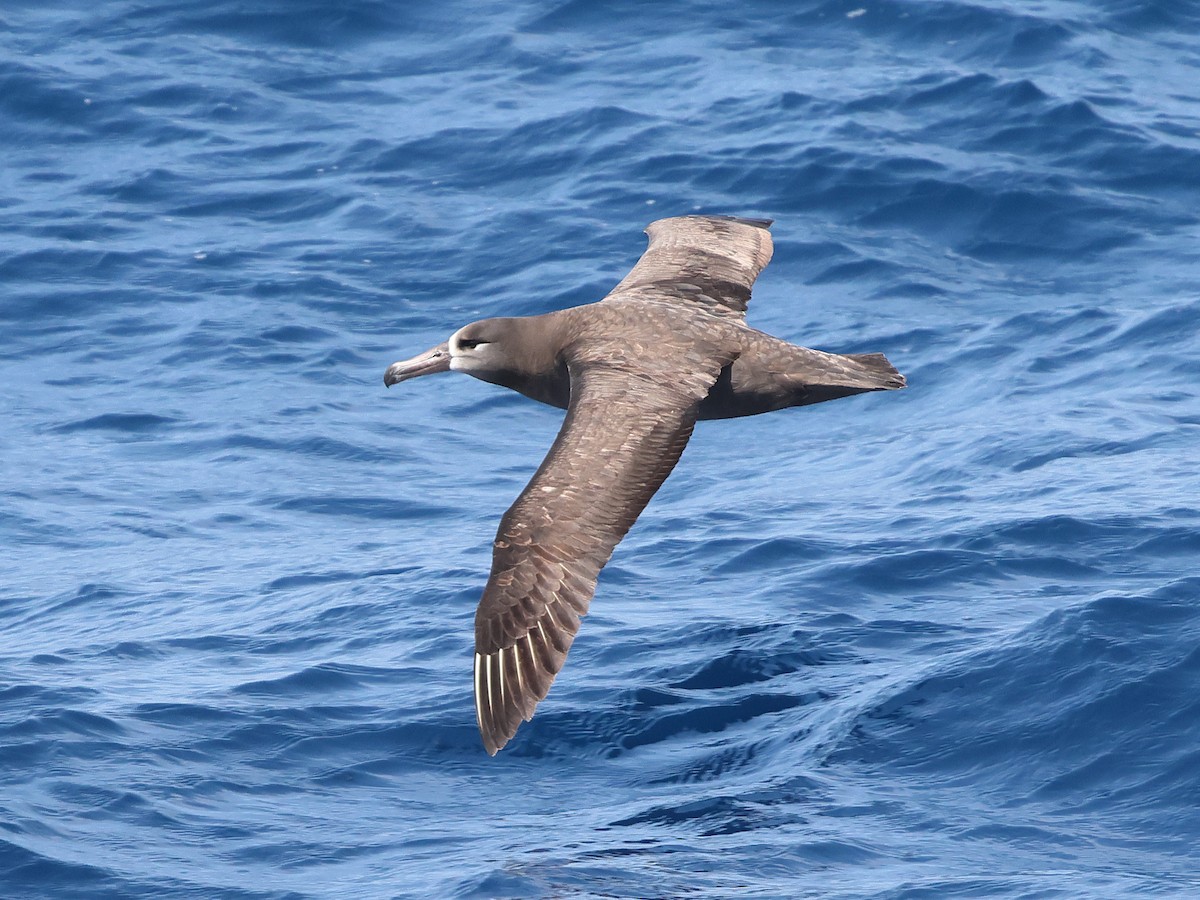Albatros à pieds noirs - ML618909254