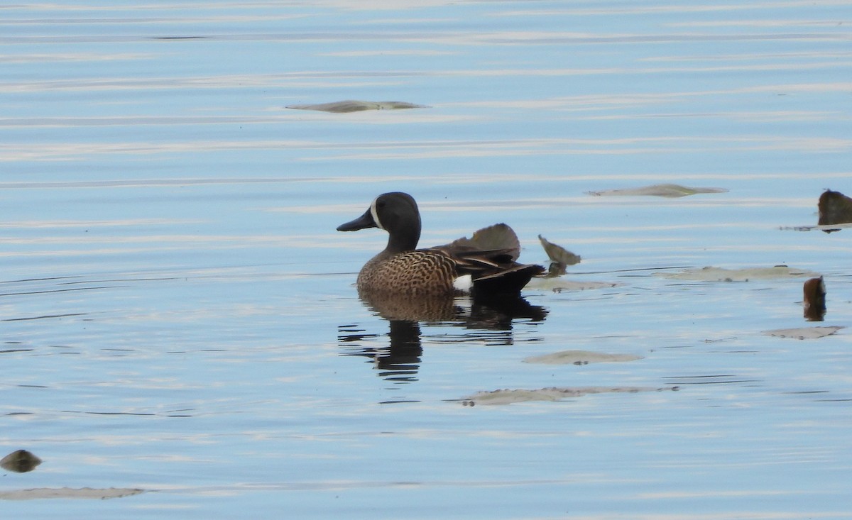 Blue-winged Teal - ML618909308