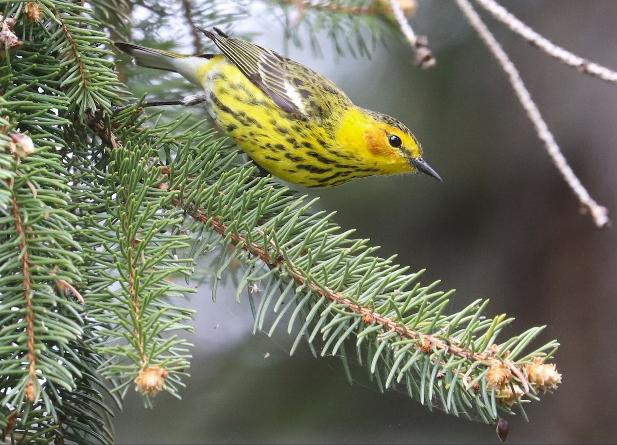 Cape May Warbler - ML618909318