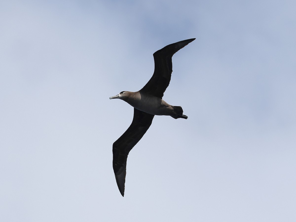 Albatros à pieds noirs - ML618909330