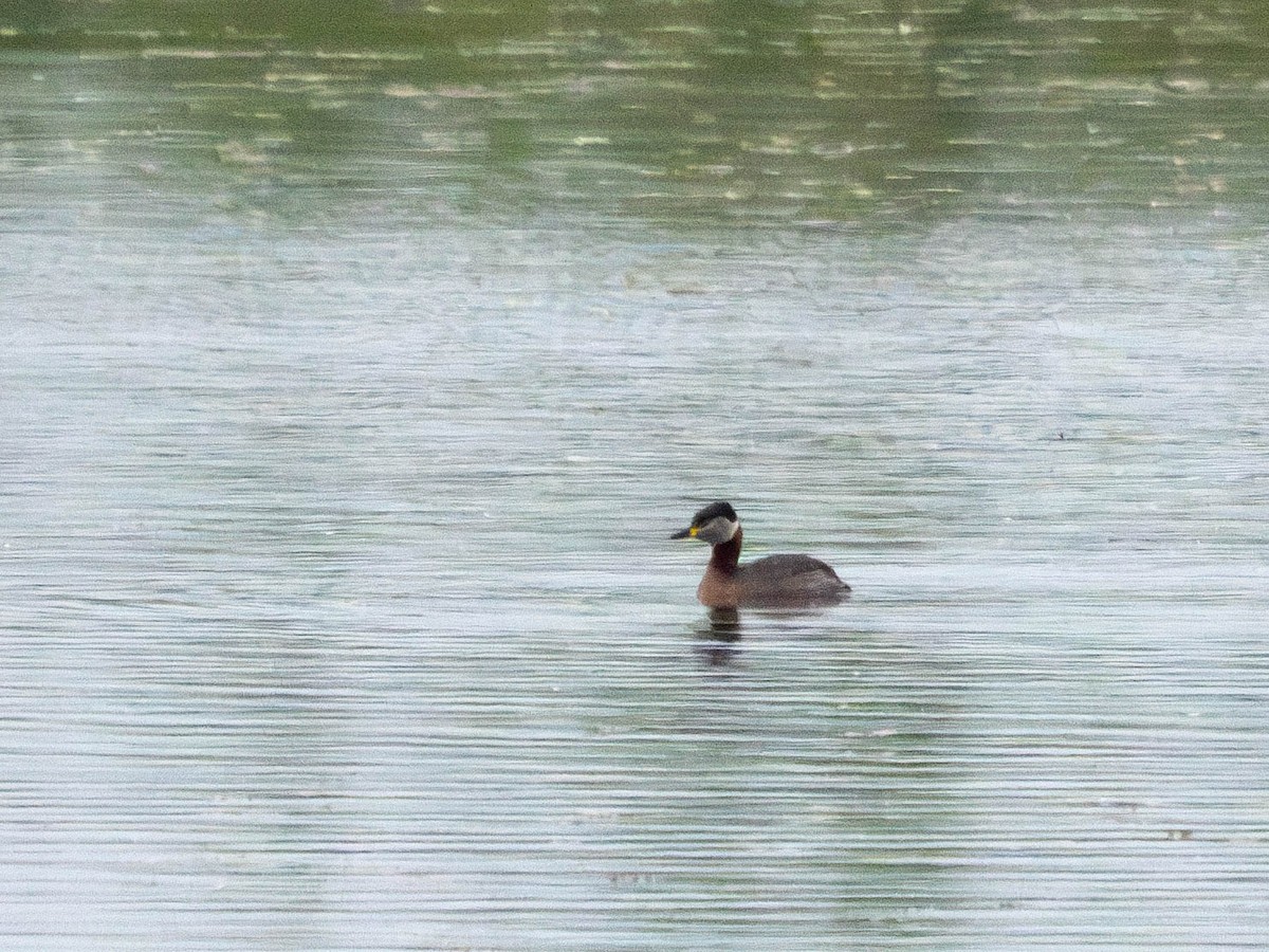 Red-necked Grebe - ML618909332