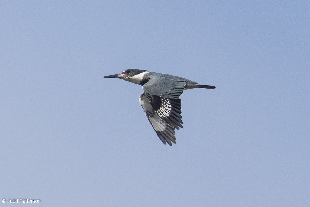Belted Kingfisher - ML618909412