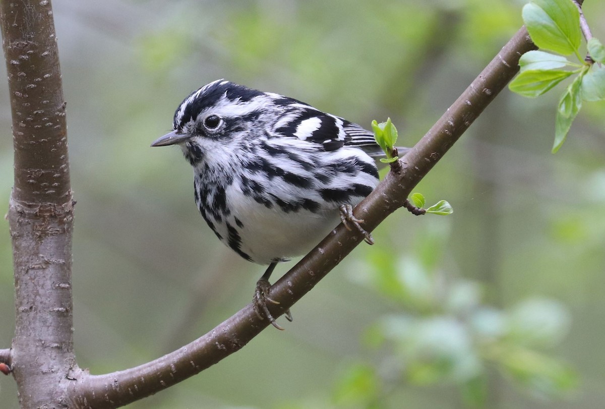 Black-and-white Warbler - ML618909455
