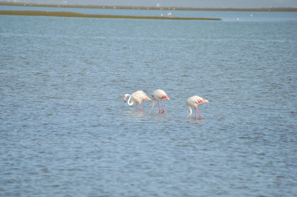 Greater Flamingo - ML618909461