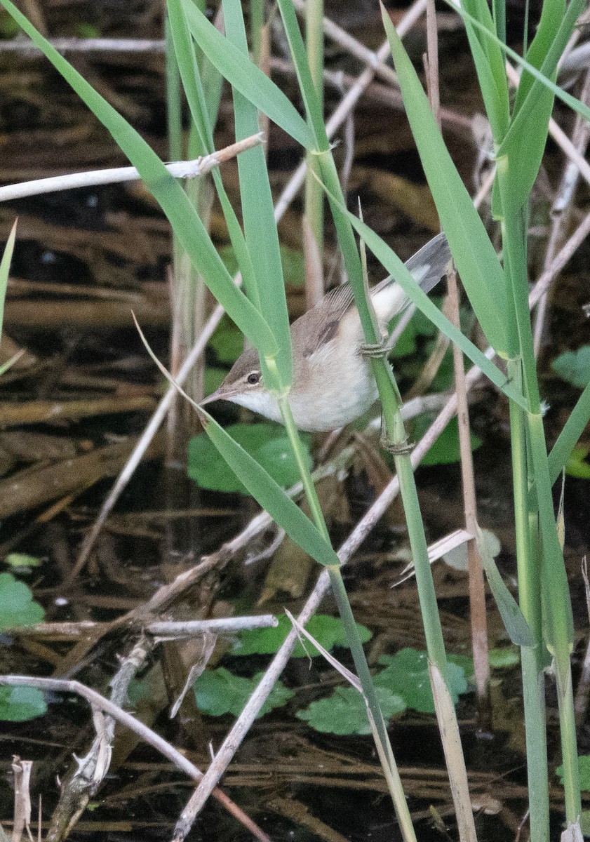 Common Reed Warbler (Common) - David Factor