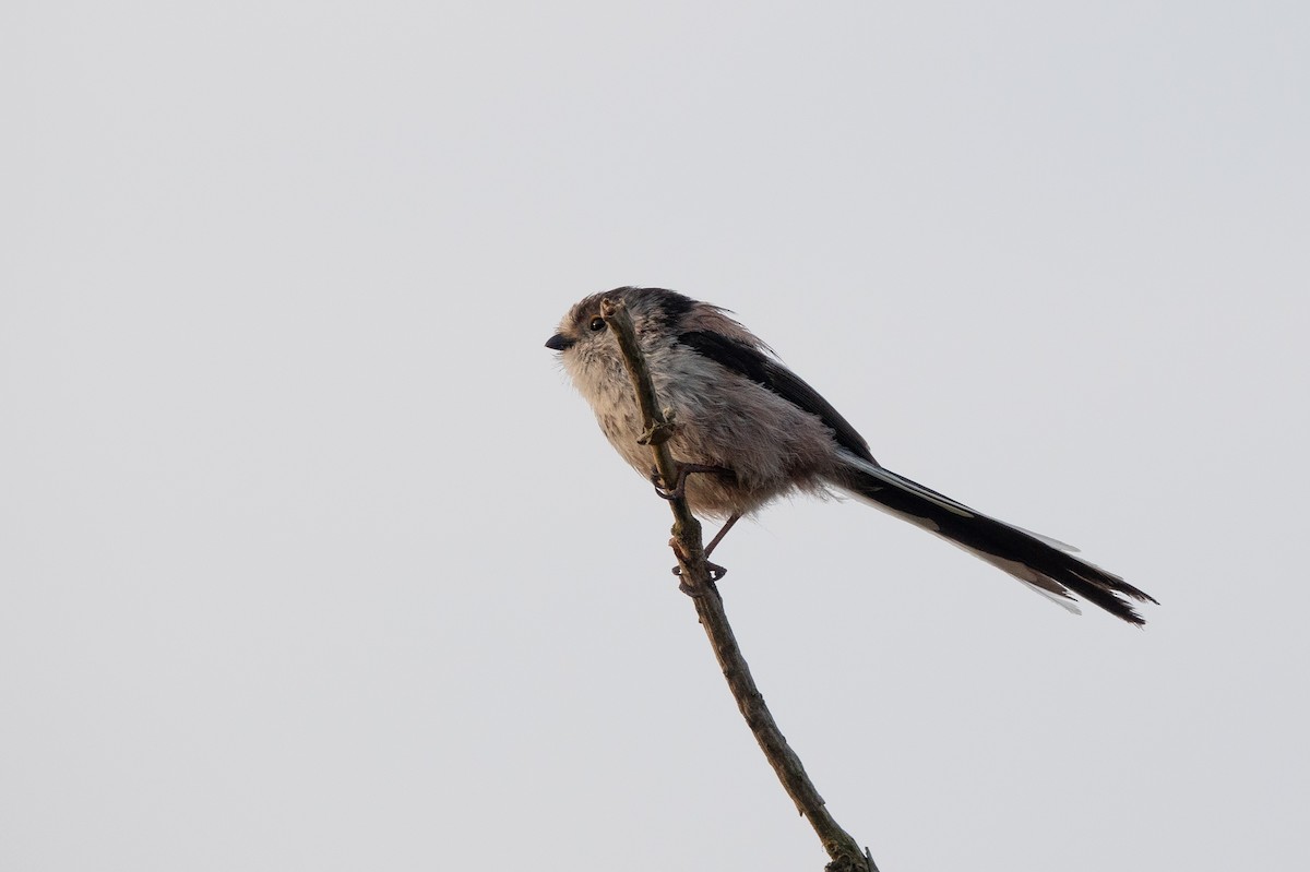 Long-tailed Tit (europaeus Group) - David Factor