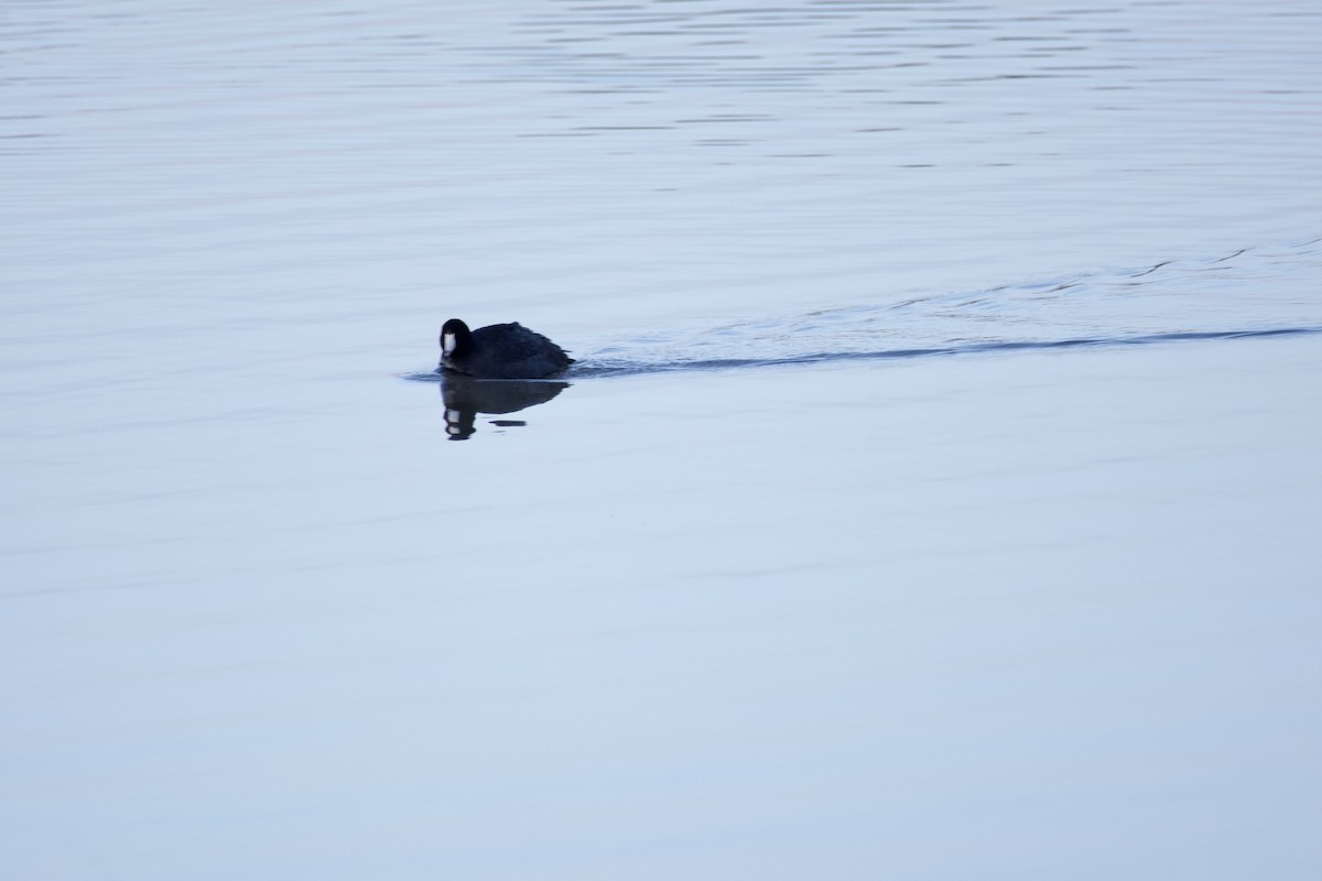 American Coot - A Branch