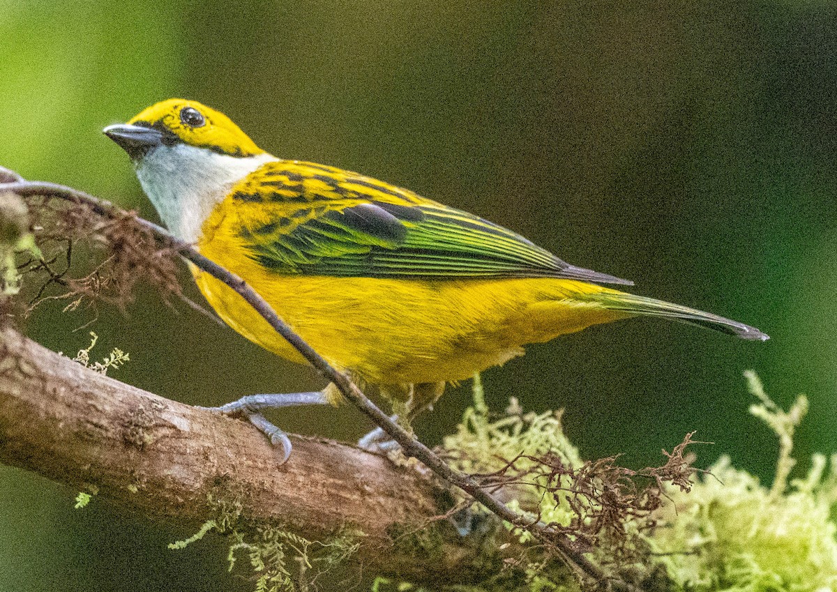 Silver-throated Tanager - ML618909596