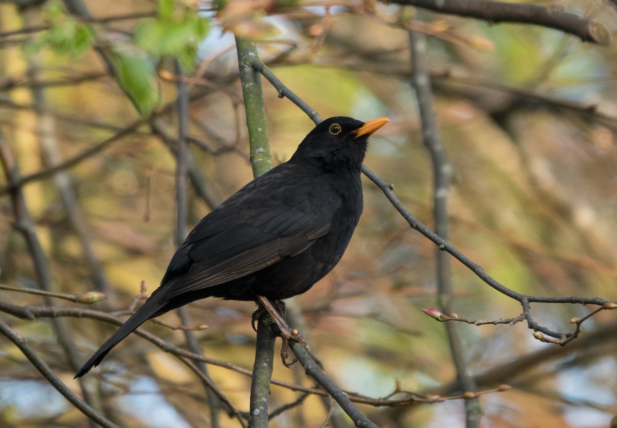 Eurasian Blackbird - ML618909657