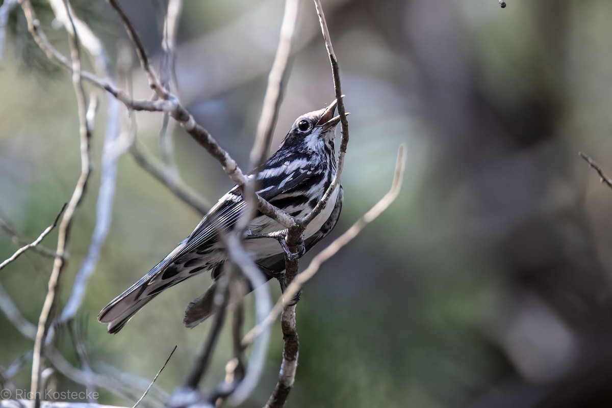 Black-and-white Warbler - ML618909720