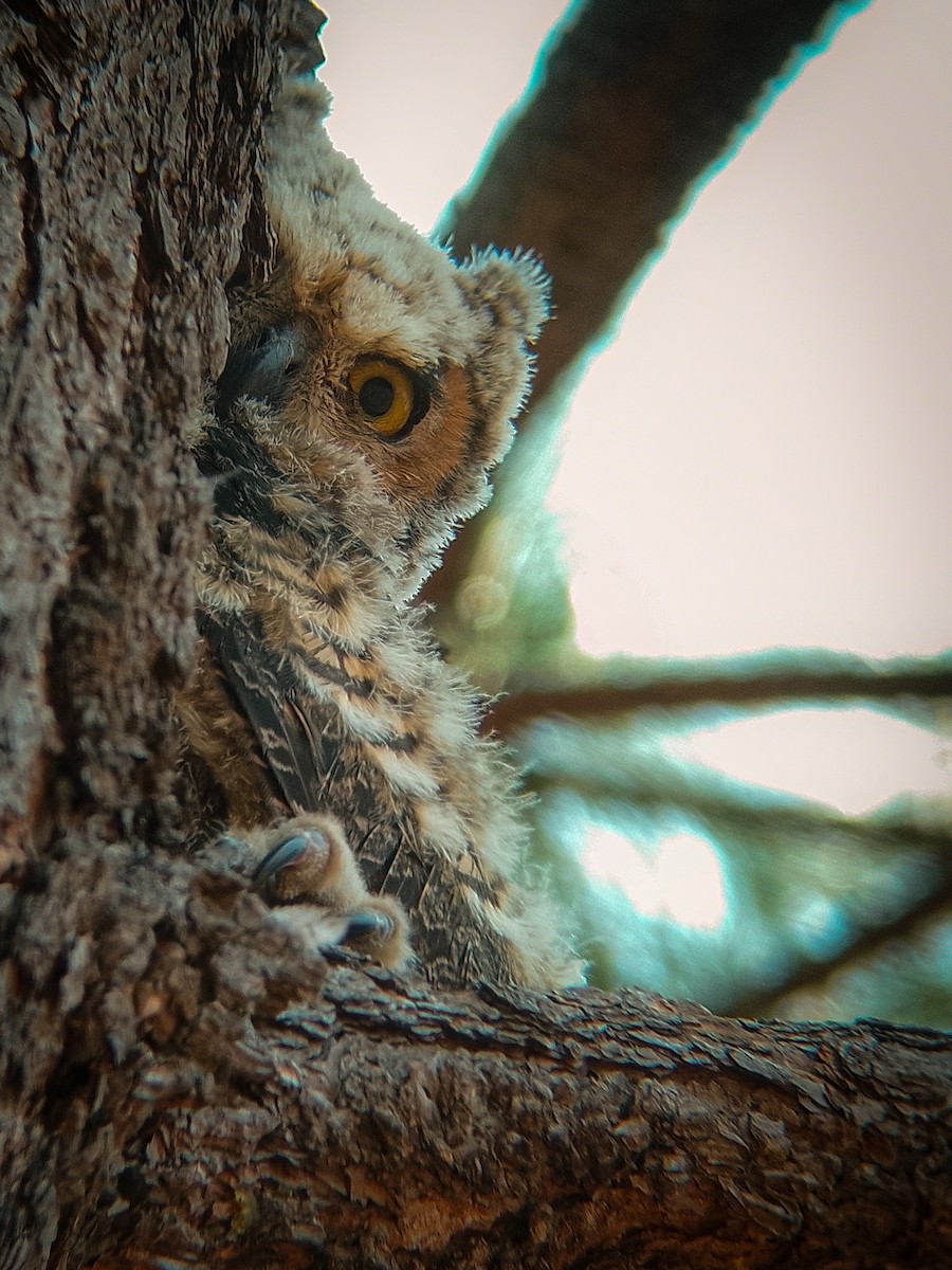 Great Horned Owl - ML618909747
