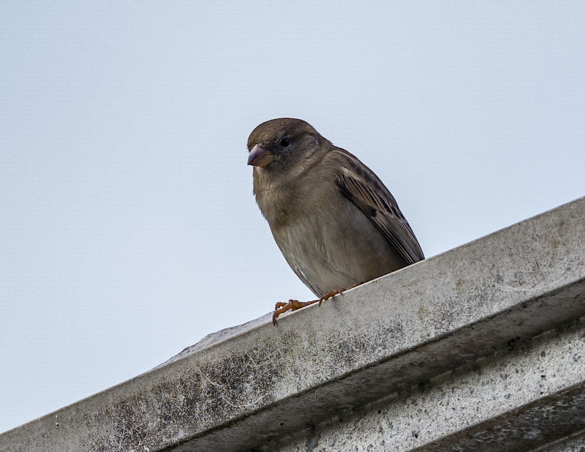 House Sparrow - Clarisse Odebrecht