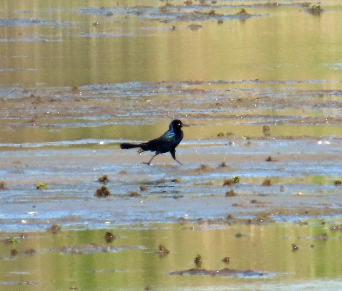 Boat-tailed Grackle - ML618909762