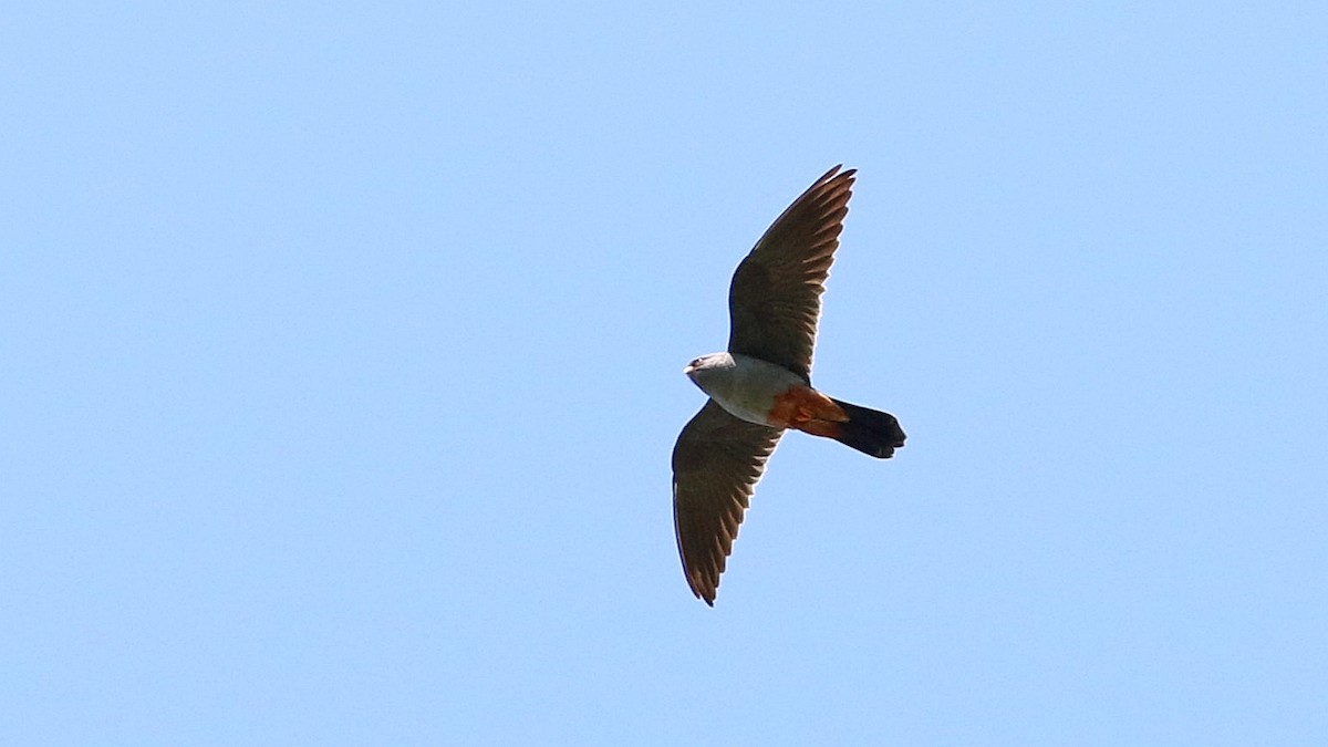 Red-footed Falcon - Orhan Gül