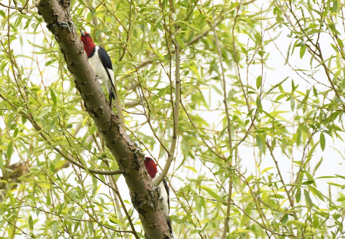 Red-headed Woodpecker - ML618909828
