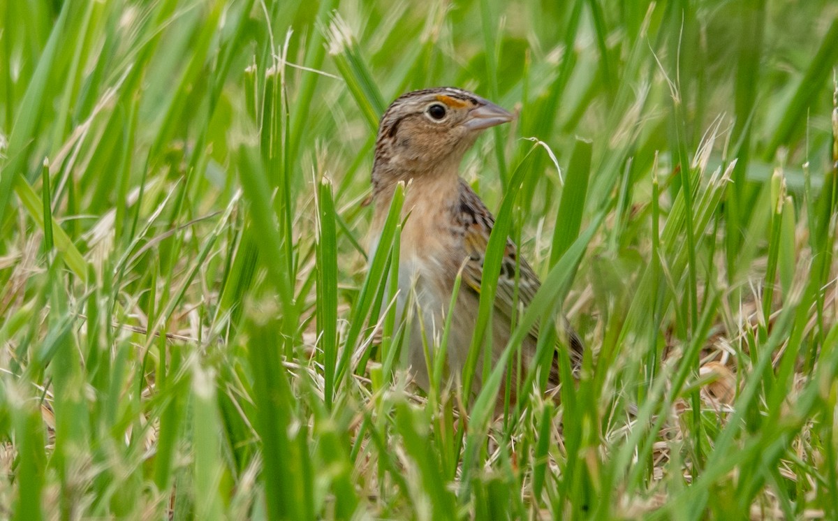 Grasshopper Sparrow - ML618909874