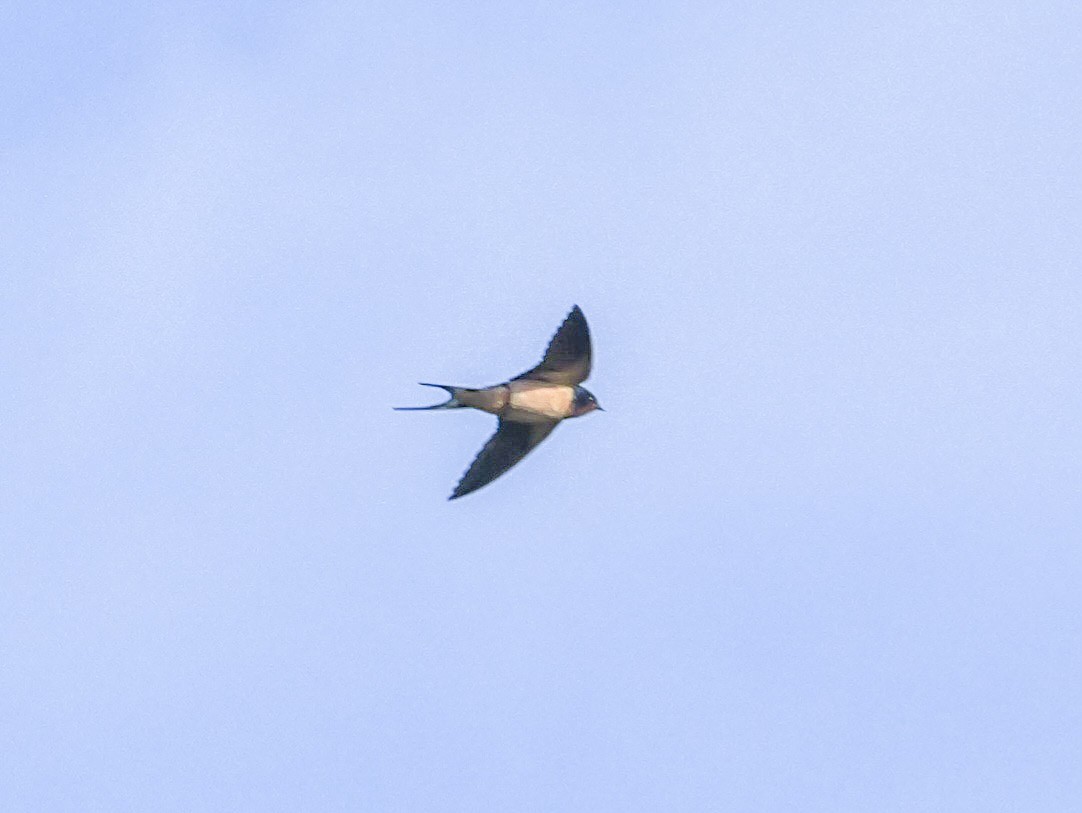 Barn Swallow (American) - Roger Horn
