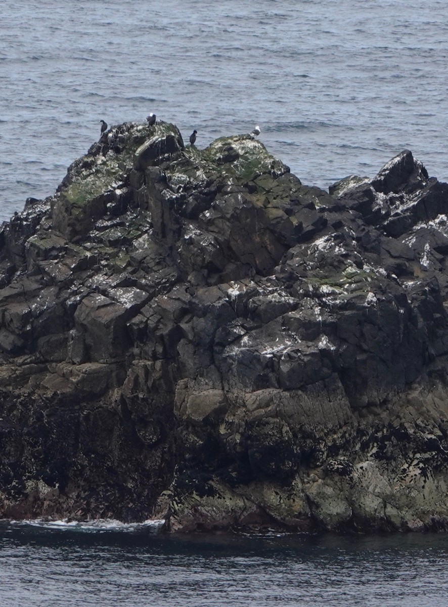 Great Cormorant (North Atlantic) - ML618909885