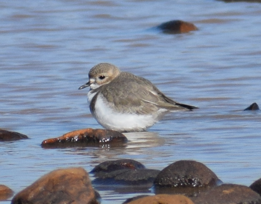 Two-banded Plover - ML618909886